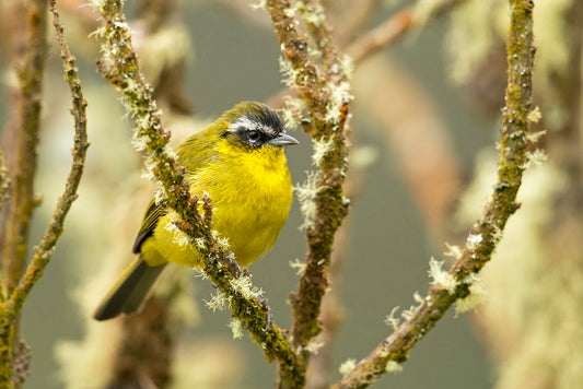 The Hemispingus Superciliaris: A Jewel Of The Eastern Andes