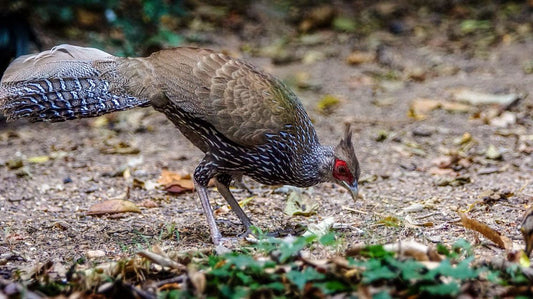 The Buff-spotted Flufftail: A Hidden Gem Of Southeastern Africa