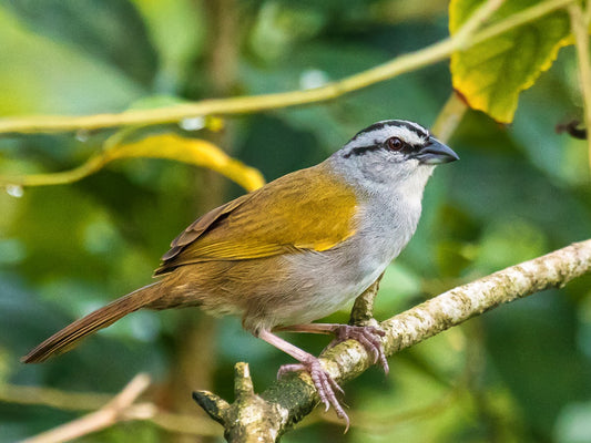 The Arremonops Conirostris: A Closer Look At The Colombian Brush-finch