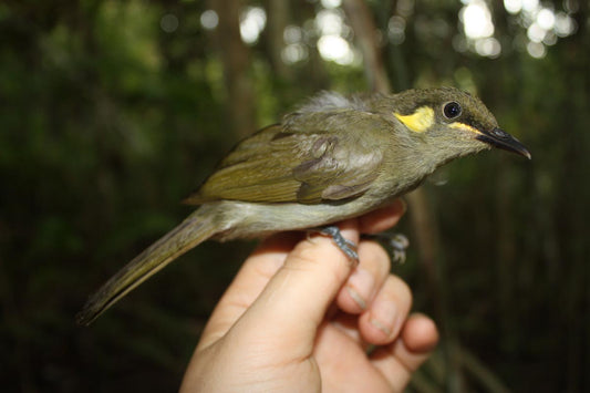 The Meliphaga Mimikae Rara: A Unique Honeyeater Of Northern New Guinea