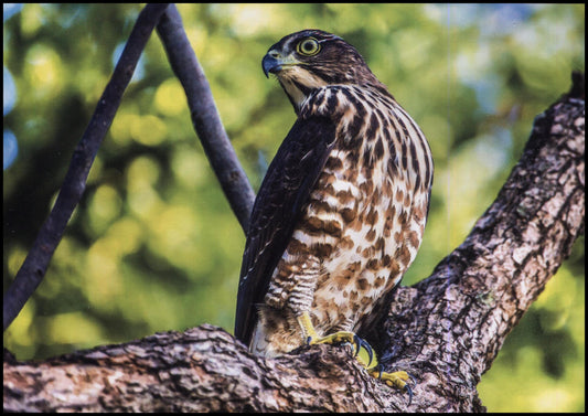 The Accipiter Trivirgatus Peninsulae: A Closer Look At The Southern Indian Sparrowhawk