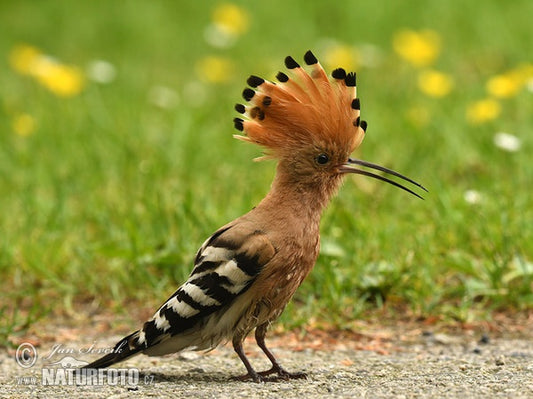 The Eurasian Hoopoe: Upupa Epops Saturata