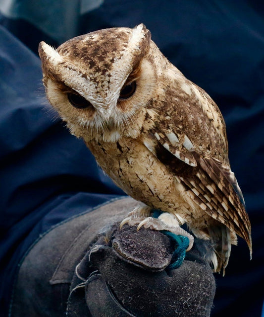 The Indian Scops Owl: A Closer Look At Otus Bakkamoena Glabripes