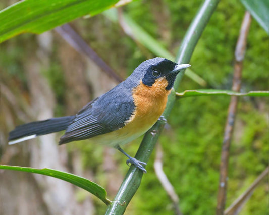 The Spectacular Monarcha Bimaculatus: A Jewel Of The Northern Moluccas