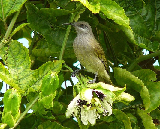 The Lichmera Incana Flavotincta: A Glimpse Into The Life Of A Unique Bird