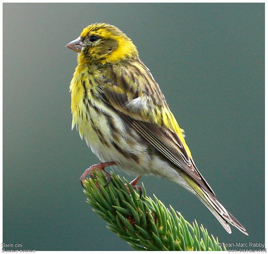 The Golden Serin: A Closer Look At Serinus Sulphuratus