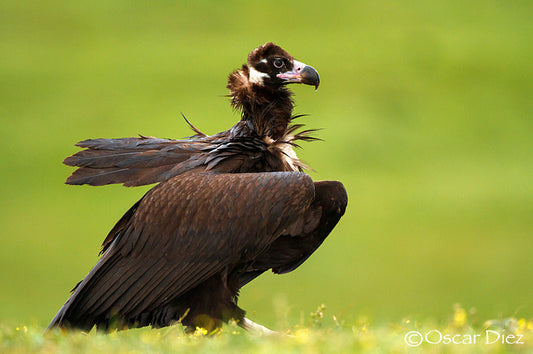 The Indian Vulture: Aegypius Calvus