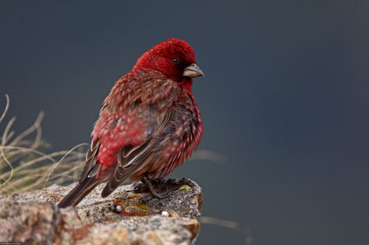 The Crimson Rosefinch: Carpodacus Puniceus Kilianensis