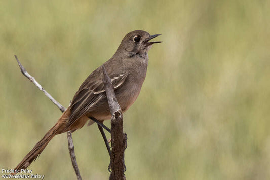 The Enigmatic Drymodes Superciliaris: A Glimpse Into The Life Of The Arfak Scrub Robin