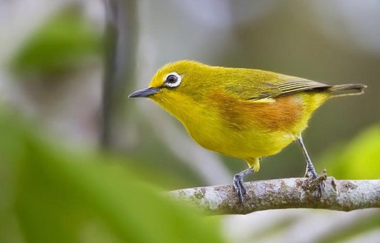 The Fiji White-eye: A Closer Look At Zosterops Explorator