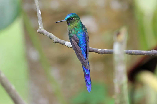 The Spectacular Eriocnemis Nigrivestis: A Jewel Of Northwestern Ecuador