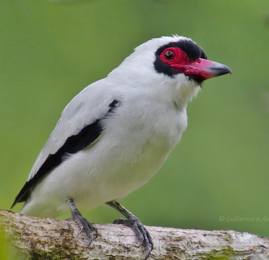 The Masked Tityra: A Fascinating Bird Of The Tropics