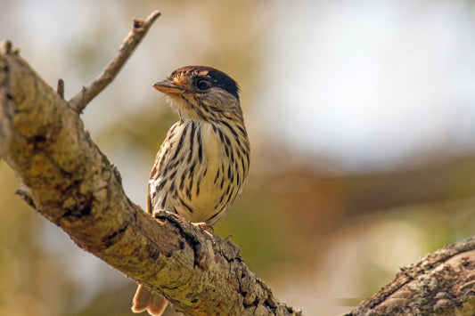 The Smithornis Capensis Chyulu: A Unique Avian Gem Of The Chyulu Range