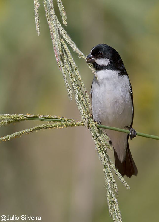 The Fascinating Life Of Sporophila Lineola