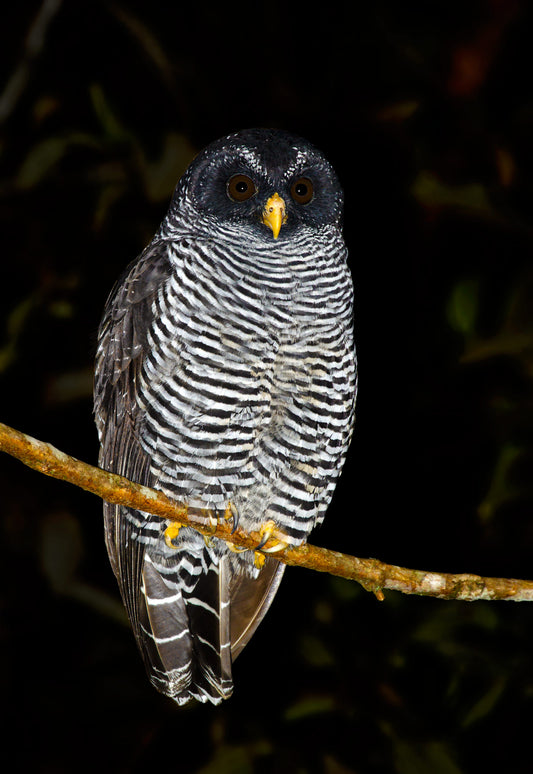 The African Wood Owl: Ciccaba Woodfordii