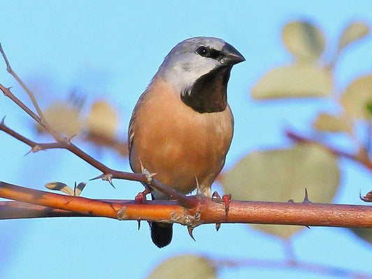 The Black-throated Finch: A Closer Look At Poephila Nigrotecta