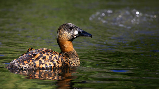 The African Blue-billed Duck: A Deep Dive Into Thalassornis Leuconotus