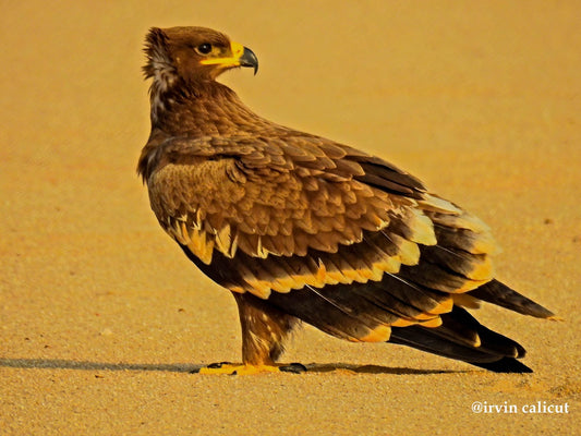 The Steppe Eagle: A Majestic Bird Of Prey