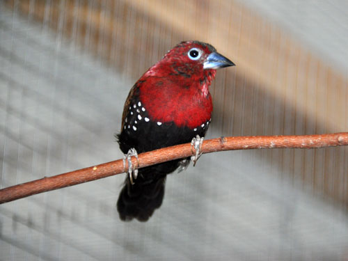 The Enigmatic Hypargos Niveoguttatus Interior: A Deep Dive Into The Twinspot Finch