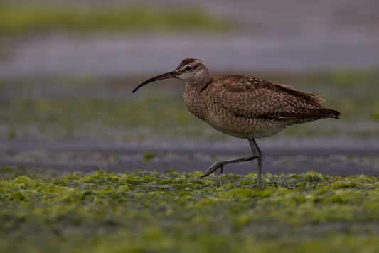 The Hudsonian Whimbrel: A Comprehensive Overview