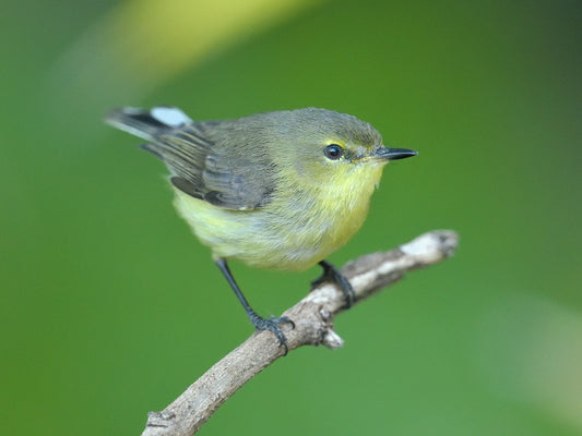 Gerygone Flavolateralis Correiae: A Closer Look At The Epi Island Warbler