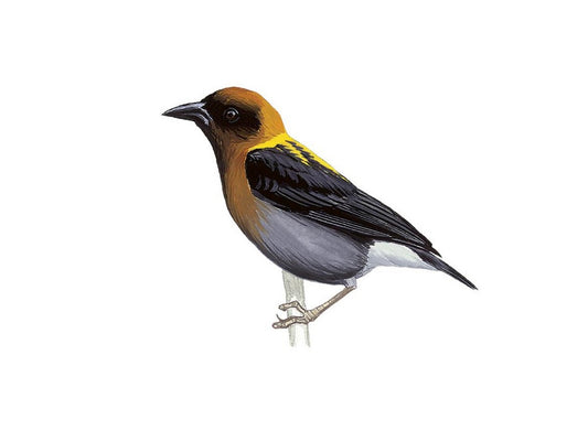 The Golden-naped Weaver: Ploceus Aureonucha