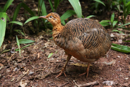 The Fascinating Rhynchotus Rufescens: A Deep Dive Into The Red-winged Tinamou