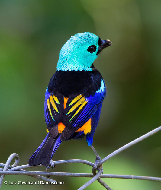 The Vibrant Tangara Rufigenis: A Jewel Of The Venezuelan Mountains