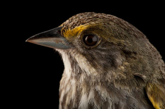 The Cape Sable Seaside Sparrow: A Unique Avian Treasure