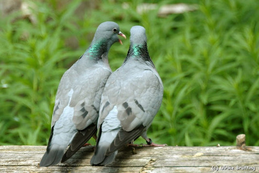 The African Olive Pigeon: Columba Sjostedti