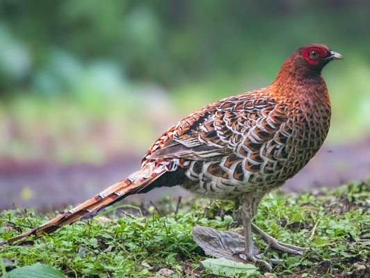 The Copper Pheasant: A Glimpse Into Syrmaticus Soemmerringii Scintillans