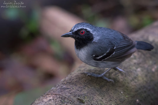 Myrmoborus Myotherinus Ochrolaema: The Black-faced Antbird