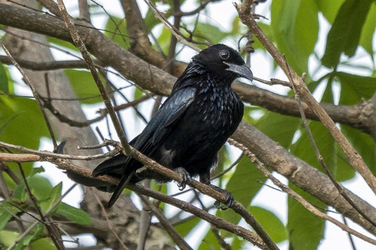 The Chihia Menagei: A Deep Dive Into The Hottentot Drongo