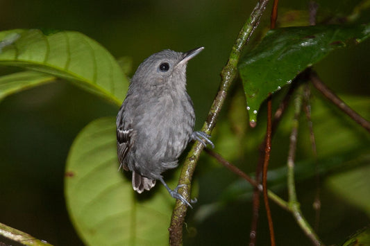 Myrmotherula Hauxwelli Clarior: A Deep Dive Into The Amazonian Antwren