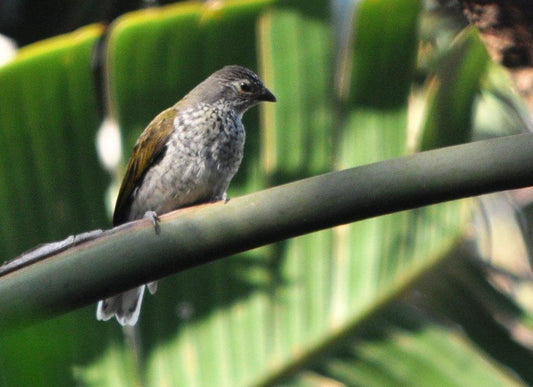 The Scaly-throated Honeyguide (indicator Variegatus Jubaensis)