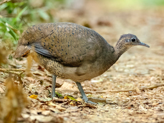 Tinamus Major Percautus: The Great Tinamou Of Central America