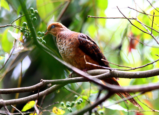 The Macropygia Ruficeps: A Jewel Of Java And Bali