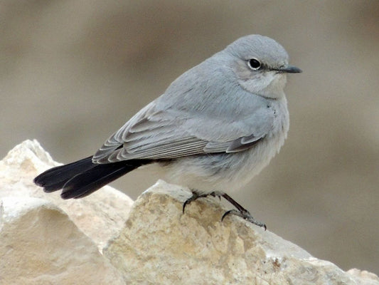 The Cercomela Melanura Airensis: A Jewel Of The Air Mountains