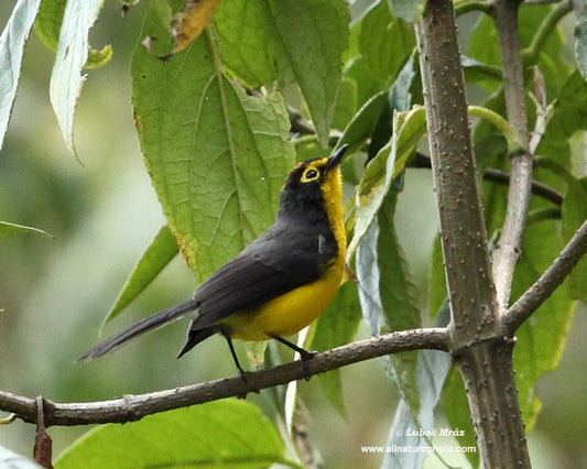 Myioborus Melanocephalus: The Spectacular Black-capped Yellow Warbler