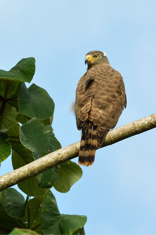 The Magnificent Buteo Magnirostris Magniplumis: A Closer Look At The Southern Brazil Hawk