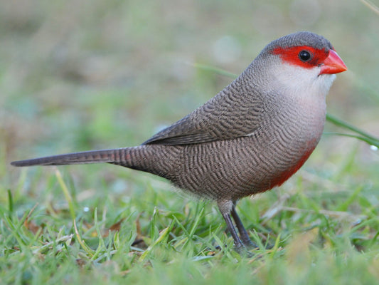 The Estrilda Astrild Angolensis: A Glimpse Into The Life Of A Unique Finch