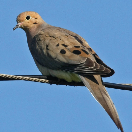 The Clarion Island Dove: A Unique Avian Treasure