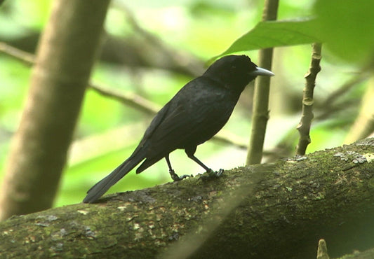 The Rarotongan Monarch: A Deep Dive Into Pomarea Dimidiata