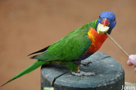 The Vibrant Trichoglossus Haematodus Rosenbergii: A Jewel Of Biak Island