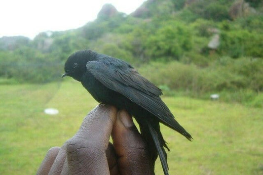 The Olive Swallow: Psalidoprocne Oleaginea