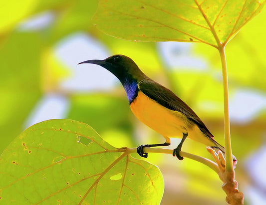 The Vibrant Nectarinia Jugularis: A Jewel Of The Philippine Islands