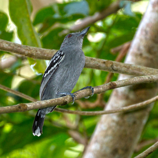 Thamnophilus Punctatus: The Spotted Antbird