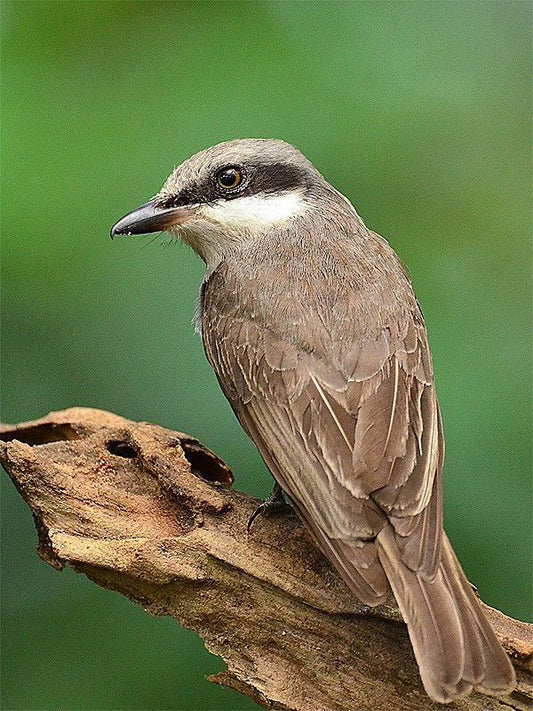 The Woodshrike: Tephrodornis Gularis