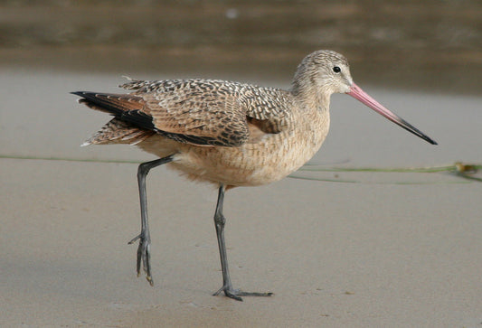 The Marbled Godwit: A Comprehensive Overview