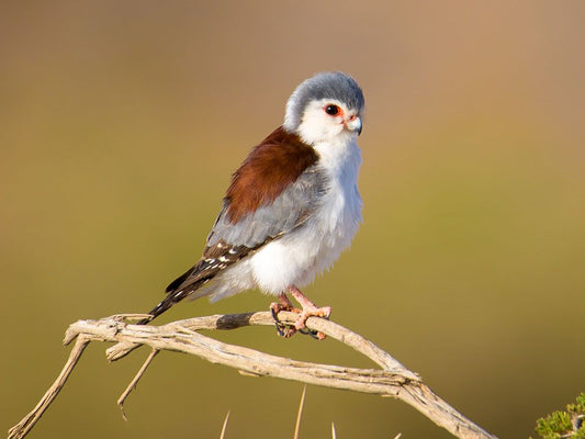 The African Pygmy Falcon: A Closer Look At Polihierax Semitorquatus